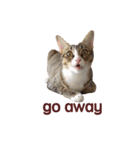 Fat YY daily 2 - Pig(English)（個別スタンプ：18）