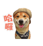 Shiba lun wish part2（個別スタンプ：2）