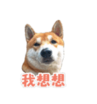 Shiba lun wish part2（個別スタンプ：6）
