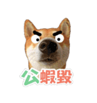 Shiba lun wish part2（個別スタンプ：8）