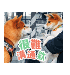 Shiba lun wish part2（個別スタンプ：9）