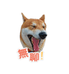 Shiba lun wish part2（個別スタンプ：11）