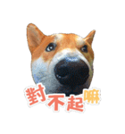 Shiba lun wish part2（個別スタンプ：13）