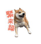 Shiba lun wish part2（個別スタンプ：14）