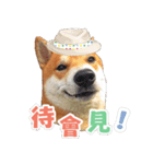 Shiba lun wish part2（個別スタンプ：15）
