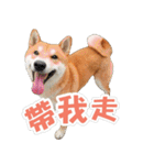 Shiba lun wish part2（個別スタンプ：16）