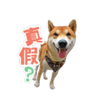 Shiba lun wish part2（個別スタンプ：17）