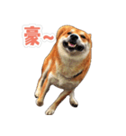 Shiba lun wish part2（個別スタンプ：18）