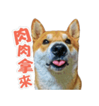 Shiba lun wish part2（個別スタンプ：19）