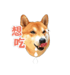 Shiba lun wish part2（個別スタンプ：20）
