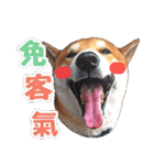 Shiba lun wish part2（個別スタンプ：21）