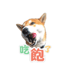 Shiba lun wish part2（個別スタンプ：22）