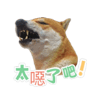 Shiba lun wish part2（個別スタンプ：24）