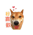 Shiba lun wish part2（個別スタンプ：25）