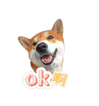 Shiba lun wish part2（個別スタンプ：27）