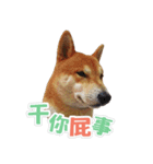 Shiba lun wish part2（個別スタンプ：29）
