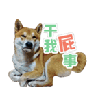 Shiba lun wish part2（個別スタンプ：30）