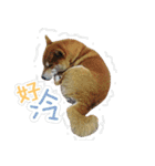 Shiba lun wish part2（個別スタンプ：31）