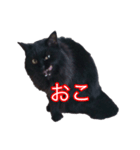 cute black cat sticker（個別スタンプ：1）