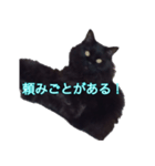 cute black cat sticker（個別スタンプ：3）
