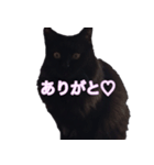 cute black cat sticker（個別スタンプ：8）