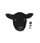 40 stickers of sheep（個別スタンプ：4）