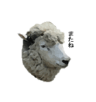 40 stickers of sheep（個別スタンプ：9）