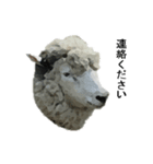 40 stickers of sheep（個別スタンプ：10）