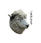 40 stickers of sheep（個別スタンプ：11）