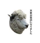 40 stickers of sheep（個別スタンプ：12）