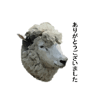 40 stickers of sheep（個別スタンプ：13）