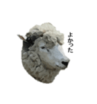 40 stickers of sheep（個別スタンプ：14）
