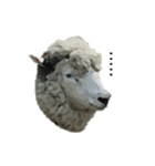 40 stickers of sheep（個別スタンプ：15）