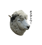 40 stickers of sheep（個別スタンプ：16）