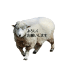 40 stickers of sheep（個別スタンプ：18）
