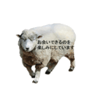 40 stickers of sheep（個別スタンプ：19）