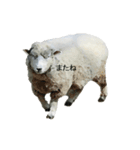 40 stickers of sheep（個別スタンプ：21）