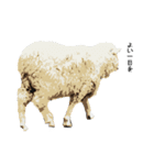 40 stickers of sheep（個別スタンプ：23）