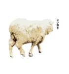40 stickers of sheep（個別スタンプ：24）