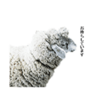 40 stickers of sheep（個別スタンプ：27）
