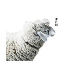 40 stickers of sheep（個別スタンプ：28）