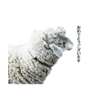 40 stickers of sheep（個別スタンプ：29）