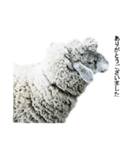 40 stickers of sheep（個別スタンプ：30）