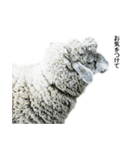 40 stickers of sheep（個別スタンプ：31）