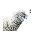 40 stickers of sheep（個別スタンプ：32）