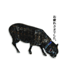 40 stickers of sheep（個別スタンプ：35）