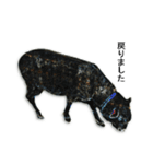 40 stickers of sheep（個別スタンプ：36）