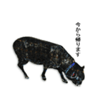 40 stickers of sheep（個別スタンプ：37）