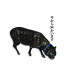 40 stickers of sheep（個別スタンプ：38）
