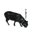 40 stickers of sheep（個別スタンプ：39）